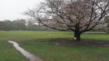 Yağmurlu bir gün, Kiba Park Kiraz çiçekleri, Japonya Tokyo 2023
