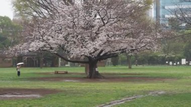 Yağmurlu bir gün, Kiba Park Kiraz çiçekleri, Japonya Tokyo 2023