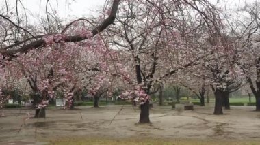 Yağmurlu bir gün, Kiba Park Kiraz çiçekleri, Japonya Tokyo 2023