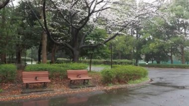 Yağmurlu bir gün, Kiba Park Kiraz çiçekleri, Japonya Tokyo 2023