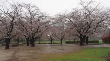 Yağmurlu bir gün, Kiba Park Kiraz çiçekleri, Japonya Tokyo 2023