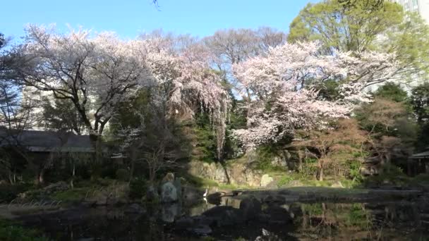 Yasukuni Przybytek Kamiike Ogrodowe Kwiaty Wiśni Japonia Tokio 2023 — Wideo stockowe