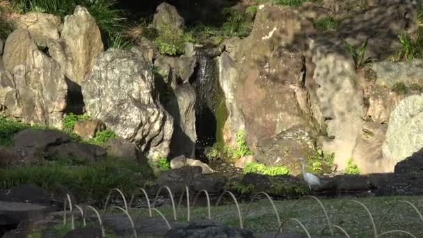Yasukuni Shrine Kamiike Garden Körsbärsblommor Japan Tokyo 2023 — Stockvideo