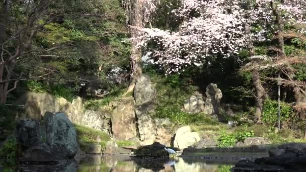 Храм Ясукуни Камиикэ Сад Цветение Вишни Япония Токио 2023 — стоковое видео