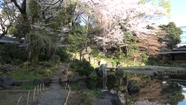 Yasukuni Shrine Kamiike Garden Flores Cerezo Japón Tokio 2023 — Vídeos de Stock