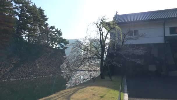 Palacio Imperial Flor Cerezo Japón Tokio Marzo 2023 — Vídeo de stock