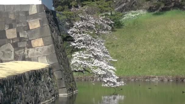 Kaiserpalast Kirschblüte Japan Tokio März 2023 — Stockvideo