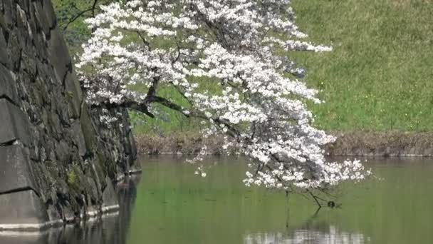 Imperial Palace Cherry Blossom Japan Tokyo March 2023 — Stock Video