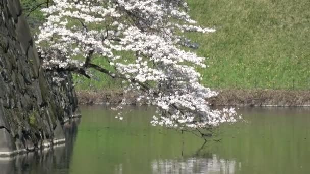 Mparatorluk Sarayı Kiraz Çiçeği Japonya Tokyo Mart 2023 — Stok video