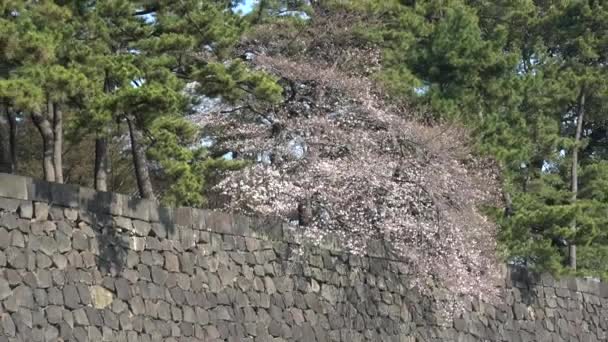 Császári Palota Cseresznyevirág Japán Tokió 2023 Március — Stock videók