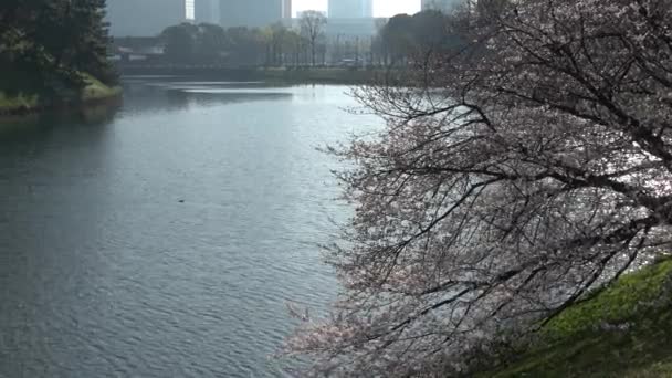 Kejserliga Palatset Körsbärsblomma Japan Tokyo Mars 2023 — Stockvideo