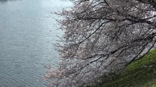 Imperial Palace Cherry Flower Ιαπωνία Τόκιο Μάρτιος 2023 — Αρχείο Βίντεο