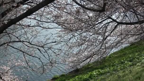 Palácio Imperial Flor Cerejeira Japão Tóquio Março 2023 — Vídeo de Stock