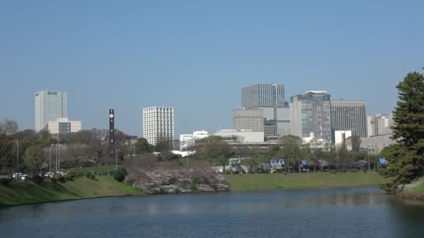 Palais Impérial Fleur Cerisier Japon Tokyo Mars 2023 — Video