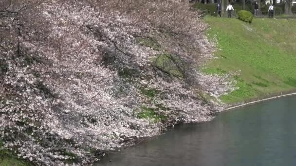 Kaiserpalast Kirschblüte Japan Tokio März 2023 — Stockvideo