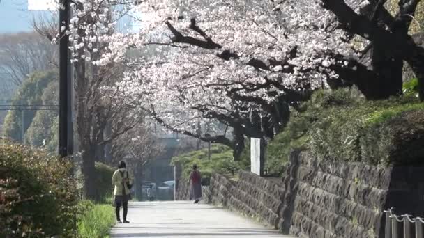 Teatr Narodowy Japonii Kwiat Wiśni 2023 — Wideo stockowe