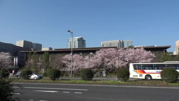 Nemzeti Színház Japánban Cseresznyevirág 2023 — Stock videók
