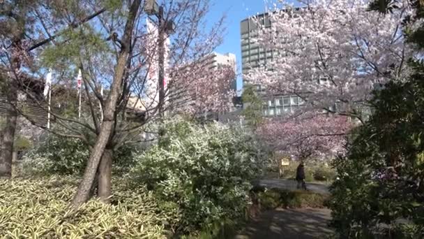 Théâtre National Japon Fleur Cerisier 2023 — Video