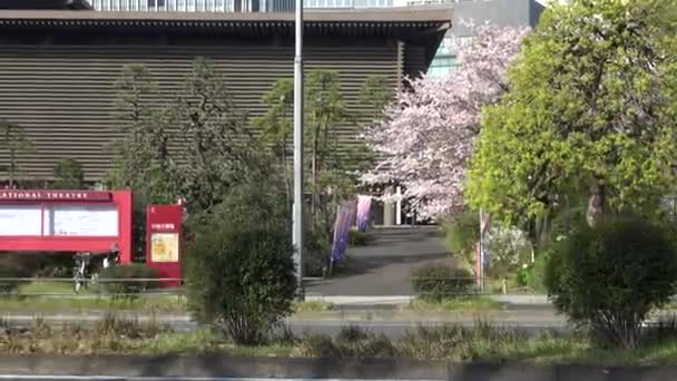 Teatro Nazionale Giappone Fiore Ciliegio 2023 — Video Stock
