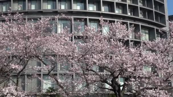 Théâtre National Japon Fleur Cerisier 2023 — Video
