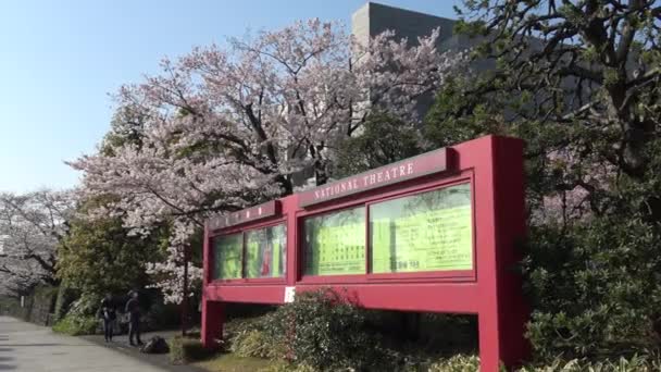 National Theater Japan Cherry Blossom 2023 — Stock Video