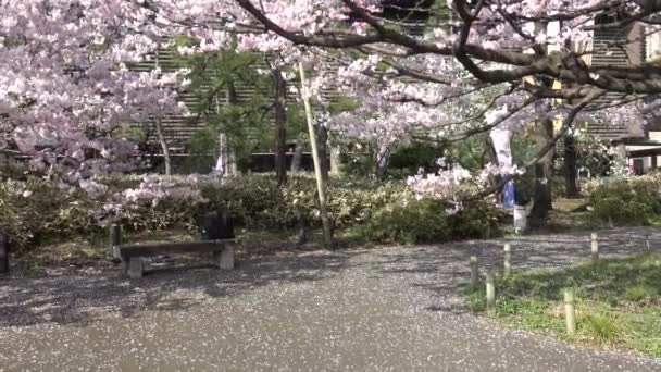 Nationaltheater Japan Kirschblüte 2023 — Stockvideo