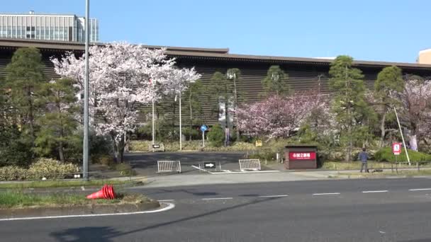 Japonya Daki Ulusal Tiyatro Kiraz Çiçeği 2023 — Stok video