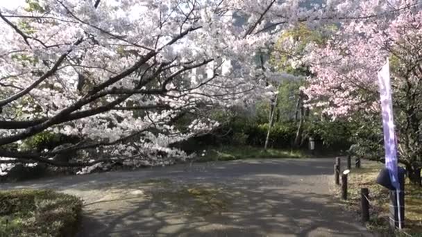 Національний Театр Японії Квітка Черрі 2023 — стокове відео