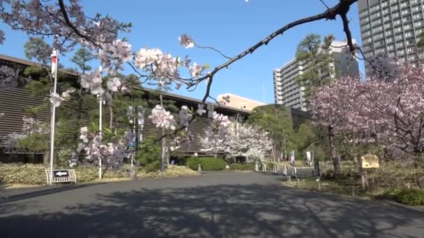 Национальный Театр Японии Вишня 2023 Года — стоковое видео