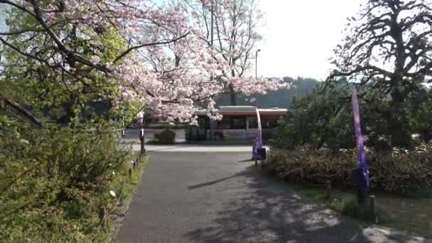 Nemzeti Színház Japánban Cseresznyevirág 2023 — Stock videók