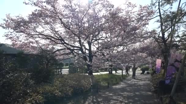 Národní Divadlo Japonsku Třešňový Květ 2023 — Stock video