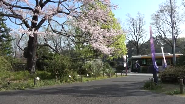 Japonya Daki Ulusal Tiyatro Kiraz Çiçeği 2023 — Stok video