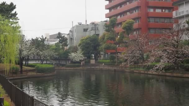 Sendaiborigawa Park Deštivý Den Třešňové Květy Japonsko Tokio 2023 — Stock video