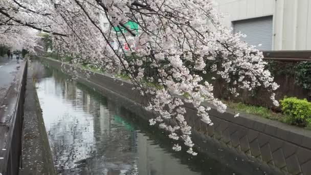 Sendaiborigawa Park Regenzeit Kirschblüten Japan Tokio 2023 — Stockvideo