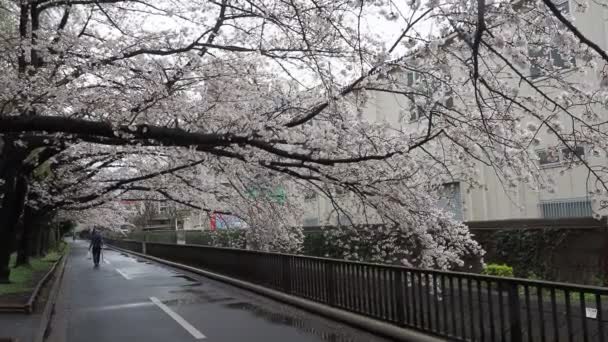 Parque Sendaiborigawa Día Lluvioso Flores Cerezo Japón Tokio 2023 — Vídeo de stock