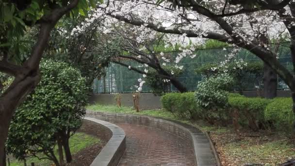 Sendaiborigawa Park Jour Pluie Fleurs Cerisier Japon Tokyo 2023 — Video