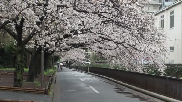 Sendaiborigawa Park Dia Chuvoso Flores Cereja Japão Tokyo 2023 — Vídeo de Stock