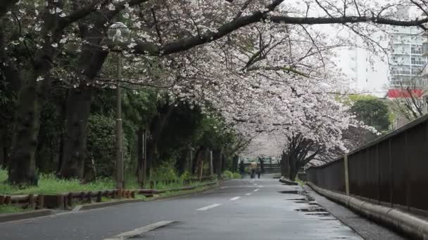 Sendaiborigawa Park Rainy Day Ανθισμένες Κερασιές Ιαπωνία Τόκιο 2023 — Αρχείο Βίντεο