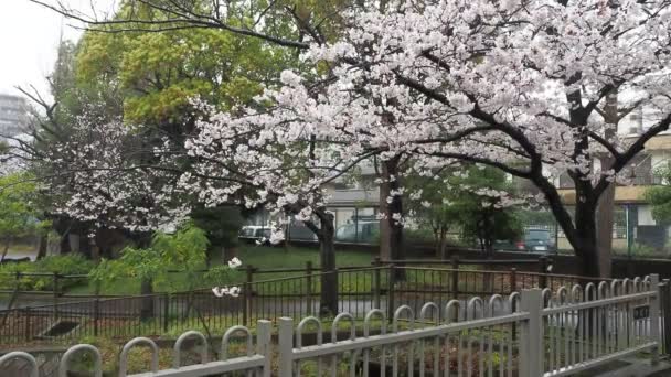Sendaiborigawa Park Deštivý Den Třešňové Květy Japonsko Tokio 2023 — Stock video