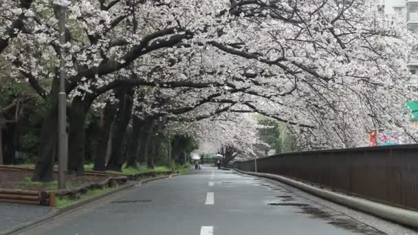 Sendaiborigawa Park Esőnap Cseresznyevirág Japán Tokió 2023 — Stock videók