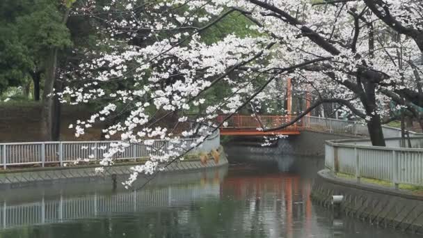 Sendaiborigawa Park Rainy Day Cherry Flower Japan Tokyo 2023 — 비디오