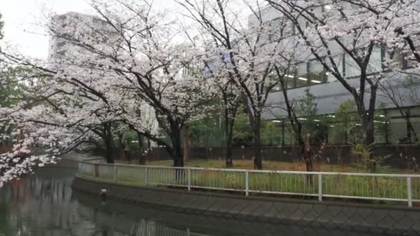 Parque Sendaiborigawa Día Lluvioso Flores Cerezo Japón Tokio 2023 — Vídeo de stock
