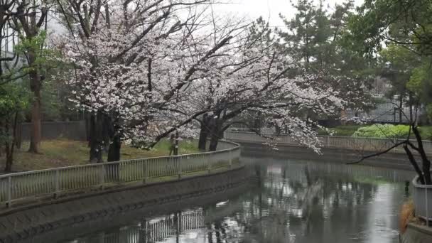 Sendaiborigawa Park Regendag Kersenbloesems Japan Tokio 2023 — Stockvideo
