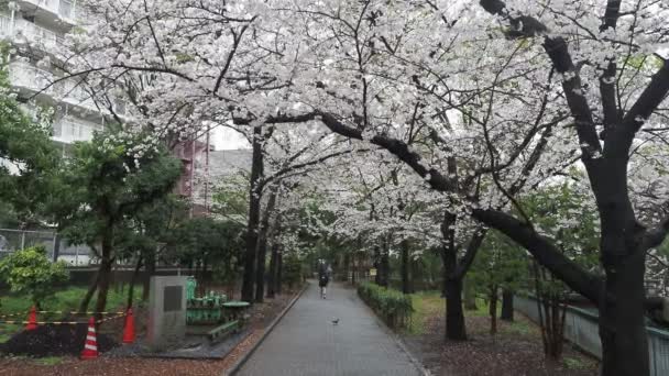 Парк Сендайборигава Япония Токио 2023 — стоковое видео