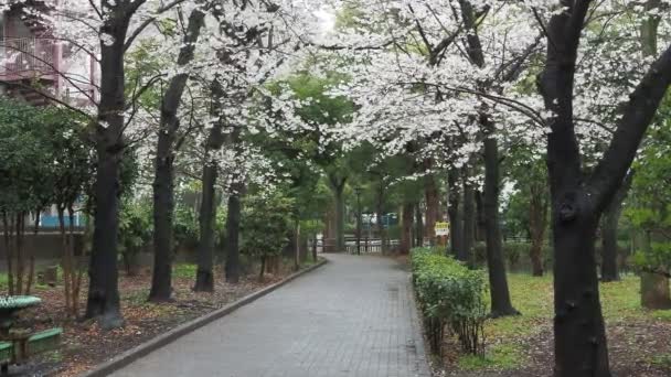 Sendaiborigawa Park Dia Chuvoso Flores Cereja Japão Tokyo 2023 — Vídeo de Stock