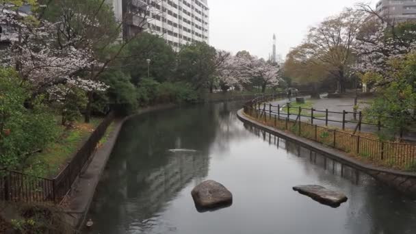 Sendaiborigawa Park Regndag Körsbärsblommor Japan Tokyo 2023 — Stockvideo
