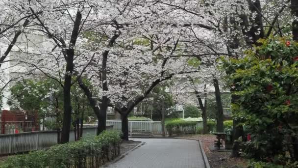 Park Sendaiborigawa Deszczowe Kwiaty Wiśni Japonia Tokio 2023 — Wideo stockowe