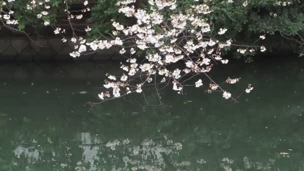 Sendaiborigawa Park Rainy Day Cherry Blossoms Jepang Tokyo 2023 — Stok Video