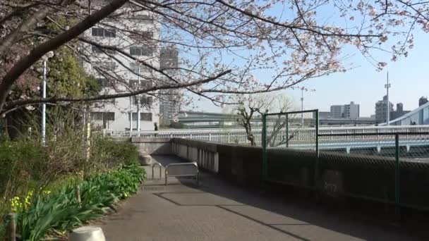 Shinkawa Park Körsbärsblomma Japan Tokyo 2023 — Stockvideo