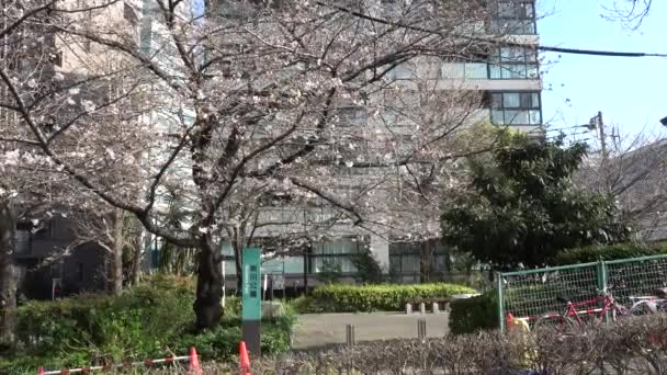 Shinkawa Park Kiraz Çiçeği Japonya Tokyo 2023 — Stok video